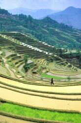 China, Yunnan, Yuanyang Co, Rice terraces, Mount Ailo | Obraz na stenu