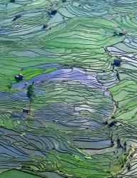 Flooded Tiger's Mouth Terraces, Yuanyang, Yunnan, China | Obraz na stenu