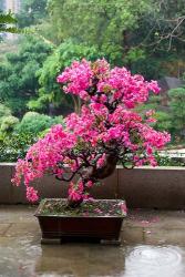 Spring Blossoms cover Bonsai, The Chi Lin Buddhist Nunnery, Hong Kong, China | Obraz na stenu