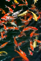 China, Hong Kong, Kowloon, Koi carp in Nan Lian Garden | Obraz na stenu