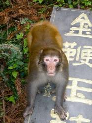 China, Zhangjiajie National Forest, Rhesus Macaque | Obraz na stenu