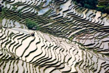 Flooded Bada Rice Terraces, Yuanyang County, Yunnan Province, China | Obraz na stenu