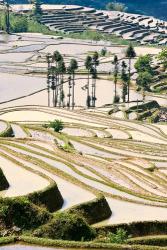 Flooded Ai Cun Rice Terraces, Yuanyang County, Yunnan Province, China | Obraz na stenu