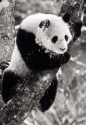 China, Sichuan, Giant Panda Bear, Wolong Reserve | Obraz na stenu