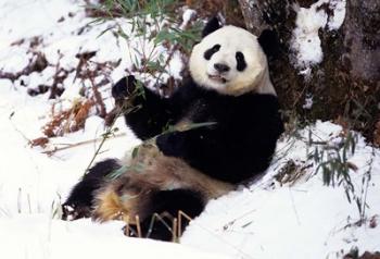 Giant Panda With Bamboo, Wolong Nature Reserve, Sichuan Province, China | Obraz na stenu