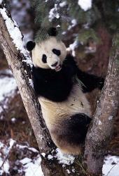 China, Giant Panda Bear, Wolong Nature Reserve | Obraz na stenu