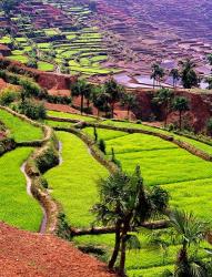 Rice Terraces, Jiayin Village, Honghe, Yunnan, China | Obraz na stenu