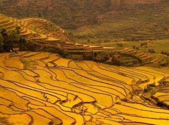 Farmers Plant Rice, Luchun, Yunnan, China | Obraz na stenu