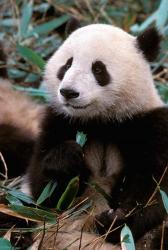 China, Chengdu, Panda Sanctuary, Panda bear | Obraz na stenu