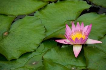 Hong Kong, Chi Lin, Lily pond flower | Obraz na stenu