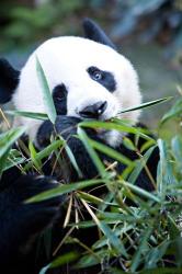 Panda bear, Panda reserve | Obraz na stenu