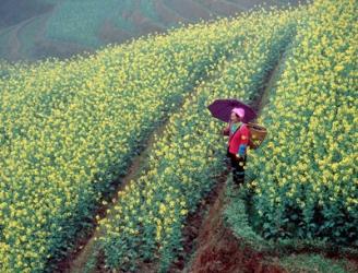 Chinese Woman Walking in Field of Rapeseed near Ping? an Village, Li River, China | Obraz na stenu