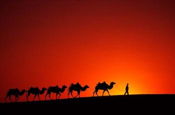 Camel Caravan at Sunrise, Silk Road, China | Obraz na stenu