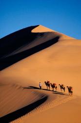 Camel Caravan with Sand Dune, Silk Road, China | Obraz na stenu
