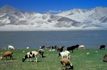 View of Grazing Sheep, Karakuli Lake and Mt Kunlun, Silk Road, China | Obraz na stenu