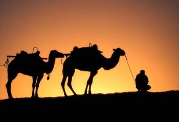 Camel Caravan Silhouette at Dawn, Silk Road, China | Obraz na stenu