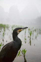 Cormorant by the Li River, China | Obraz na stenu