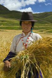 Tibetan Farmer Harvesting Barley, East Himalayas, Tibet, China | Obraz na stenu