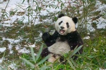 Panda Eating Bamboo on Snow, Wolong, Sichuan, China | Obraz na stenu