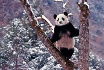 Giant Panda Standing on Tree, Wolong, Sichuan, China | Obraz na stenu