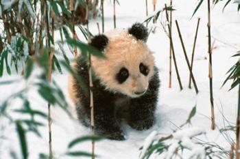 Panda Cub on Snow, Wolong, Sichuan, China | Obraz na stenu