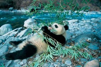 Panda Eating Bamboo by Riverbank, Wolong, Sichuan, China | Obraz na stenu