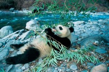 Panda Eating Bamboo by Riverbank, Wolong, Sichuan, China | Obraz na stenu
