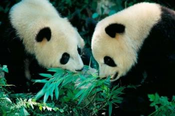 Pandas Eating Bamboo, Wolong, Sichuan, China | Obraz na stenu