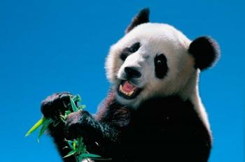 Panda Eating Bamboo, Wolong, Sichuan, China | Obraz na stenu