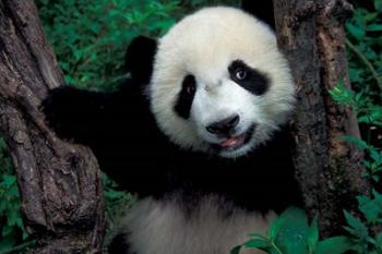 Panda Cub with Tree, Wolong, Sichuan Province, China | Obraz na stenu