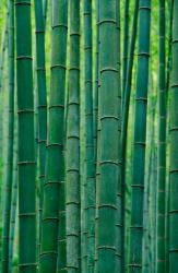 Bamboo forest, Hangzhou, Zhejiang Province, China | Obraz na stenu