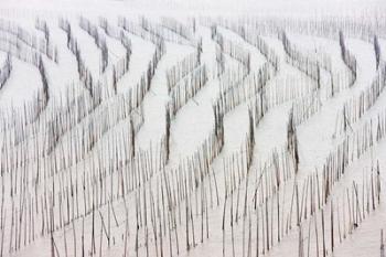 Agriculture, Bamboo sticks, drying seaweed, Xiapu, China | Obraz na stenu