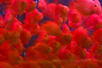 Swarms of gold fish, Shanghai, China | Obraz na stenu
