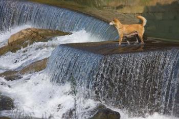 Dog on the waterfall, Pingnan, Fujian, China | Obraz na stenu
