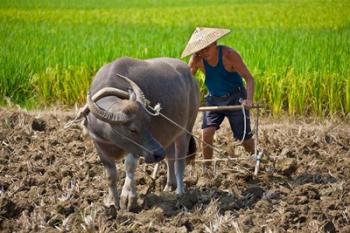 Farmer plowing with water buffalo, Yangshuo, Guangxi, China | Obraz na stenu