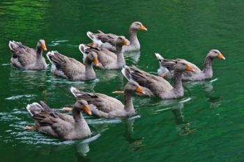 Ducks on the lake, Zhejiang Province, China | Obraz na stenu