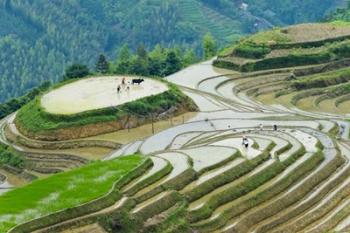 Rice Terrace with Water Buffalo, Longsheng, Guangxi Province, China | Obraz na stenu