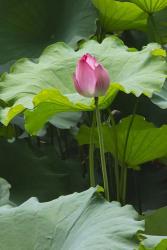 Lotus in a pond, Suzhou, Jiangsu Province, China | Obraz na stenu