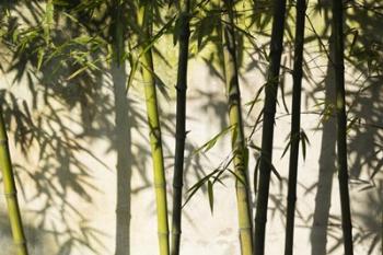 Bamboo Casting Shadows, Suzhou, Jiangsu Province, China | Obraz na stenu