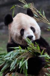 Asia, China Chongqing. Giant Panda bear, Chongqing Zoo. | Obraz na stenu