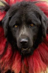 Dog, Horse Racing Festival, Zhongdian, Yunnan, CHINA | Obraz na stenu