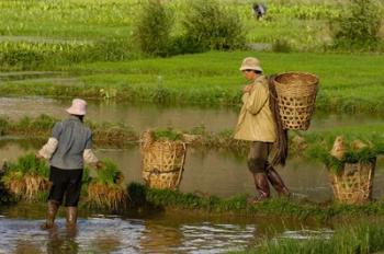 Bai Minority Carrying Rice Plants in Baskets, Jianchuan County, Yunnan Province, China | Obraz na stenu