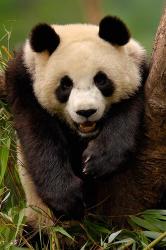 Giant panda bear | Obraz na stenu