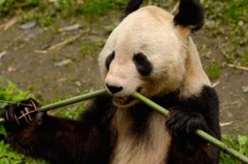 Giant Panda Eating Bamboo | Obraz na stenu