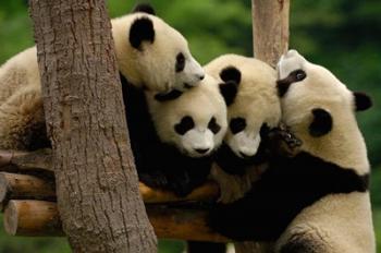 Four Giant panda bears | Obraz na stenu