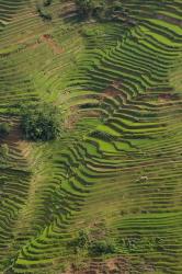 Rice Terraces of the Ailao Mountains, China | Obraz na stenu