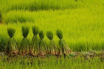 Rice Field, China | Obraz na stenu