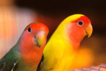 Love Birds, Yuen Po Street Bird Market, Hong Kong, China | Obraz na stenu