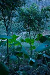 Temple Garden, Fengdu, Chongqing Province, China | Obraz na stenu