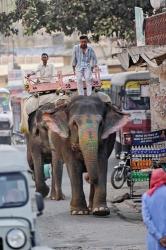 Colorfully decorated elephant, Amber Fort, Jaipur, India | Obraz na stenu